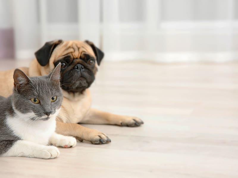 Veterinaria 